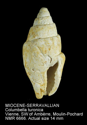 MIOCENE-SERRAVALLIAN Columbella turonica.jpg - MIOCENE-SERRAVALLIAN Columbella turonica Mayer,1869